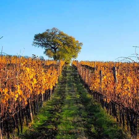 Fattoria Di Cinciano Farm stay Poggibonsi